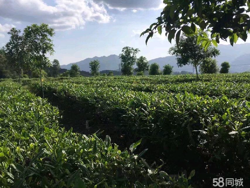 (转让)道真县关子山茶山低价转让