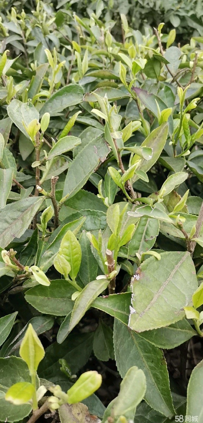 (转让)道真县关子山茶山低价转让