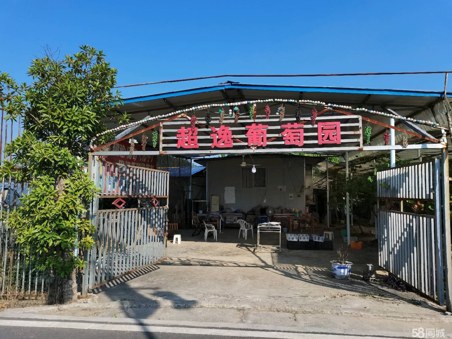 (转让) 52亩葡萄基地转让(内生产生活设施齐全)