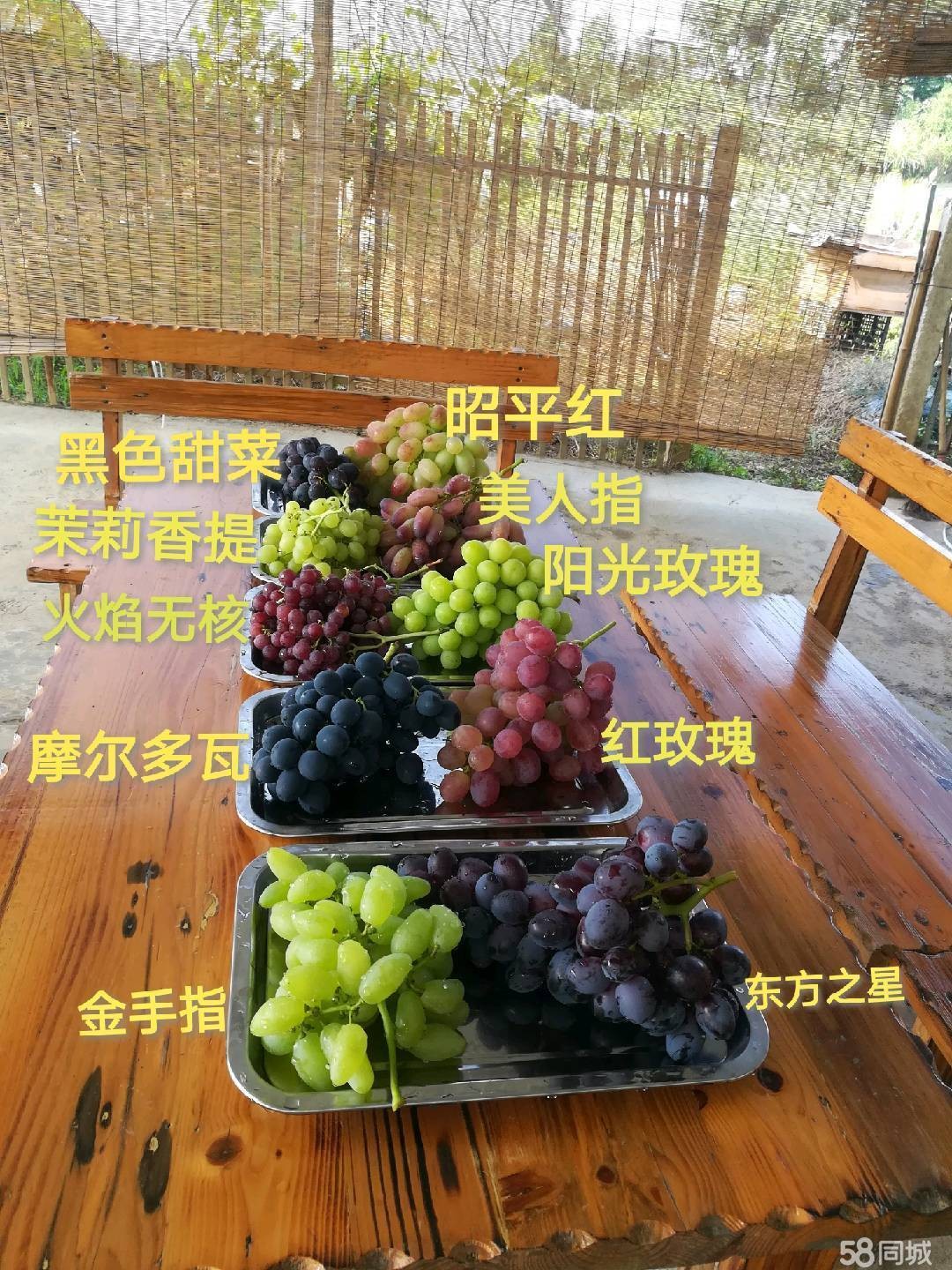(转让) 52亩葡萄基地转让(内生产生活设施齐全)