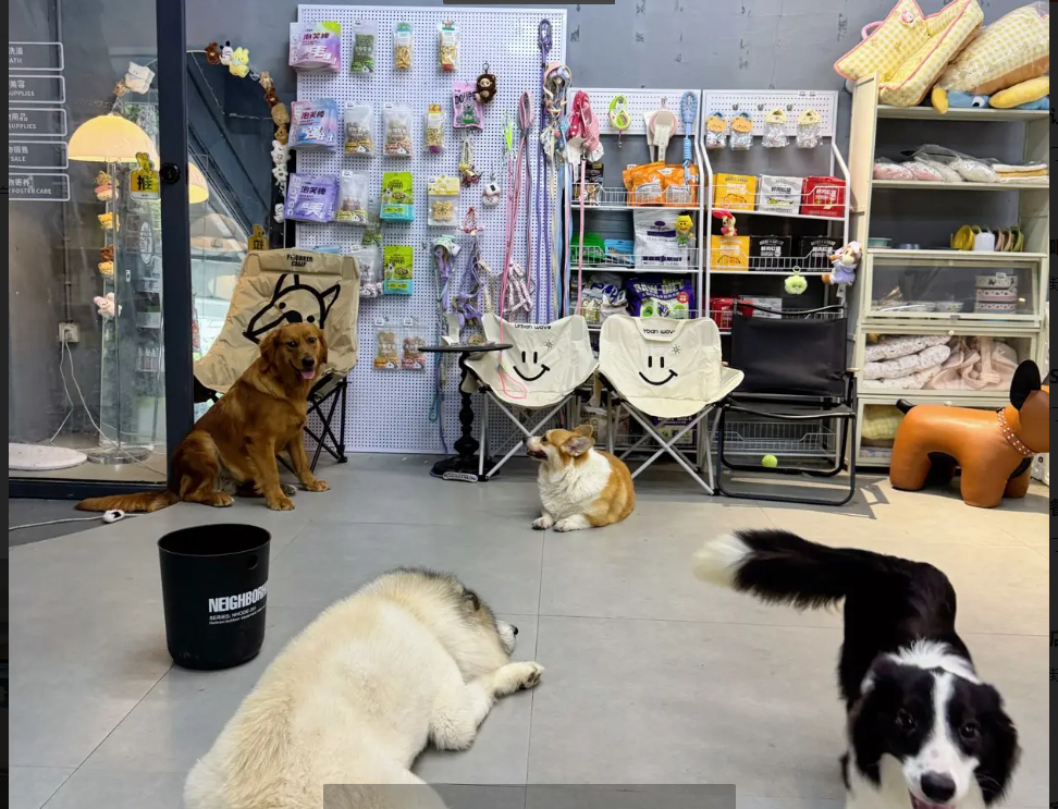 (转让)宠物店整店转出，包含货品用具